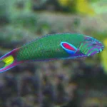 thalassoma lunare wrasse