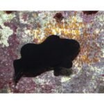 Peixe ornamental - Midnight