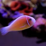 Pink Skunk Clownfish Palhaço SELVAGEM