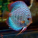 ACARA DISCO RED TURQUESA Symphysodon discus