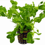 Potinho Plantato Bacopa Carolina