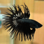 BETTA MACHO CROWNTAIL NEGRO