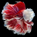 Betta Macho Dumbo