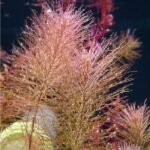 Planta Rotala wallichii ‘Long Leaf’