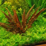 Plantato ryptocoryne wendtii '