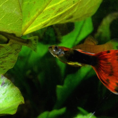 Casal Guppy