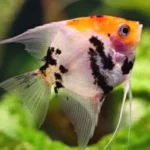 Acara bandeira Koy pequeno