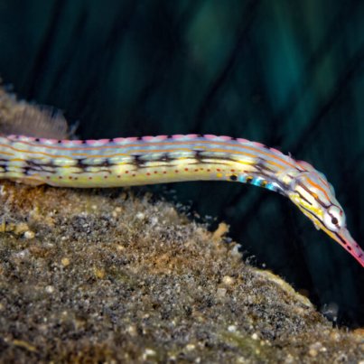 Dragonface Pipefish (Corythoichthys haematopterus)