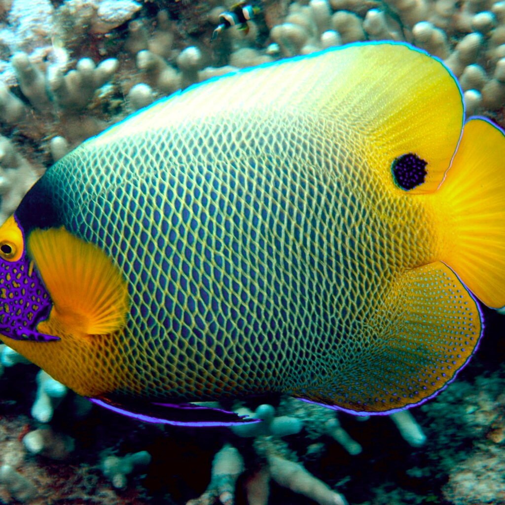 Blue Face Angelfish