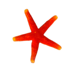 Yellow tip Red Starfish (Fromia)