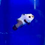 Peixe Palhaço Panda