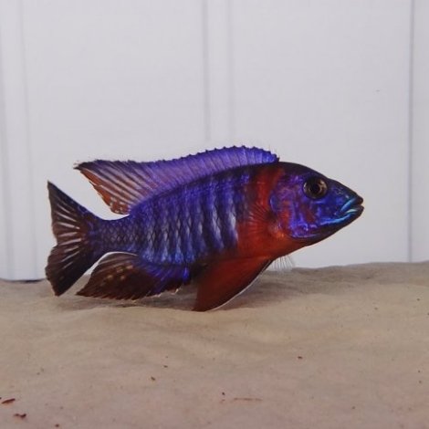 AULONOCARA RED SIDED