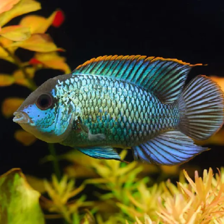 Acara Azul