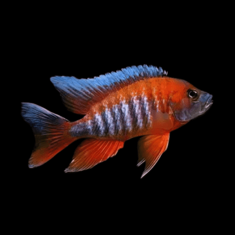 Aulonocara-Eureka-Red