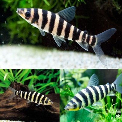 Banded-Leporinus