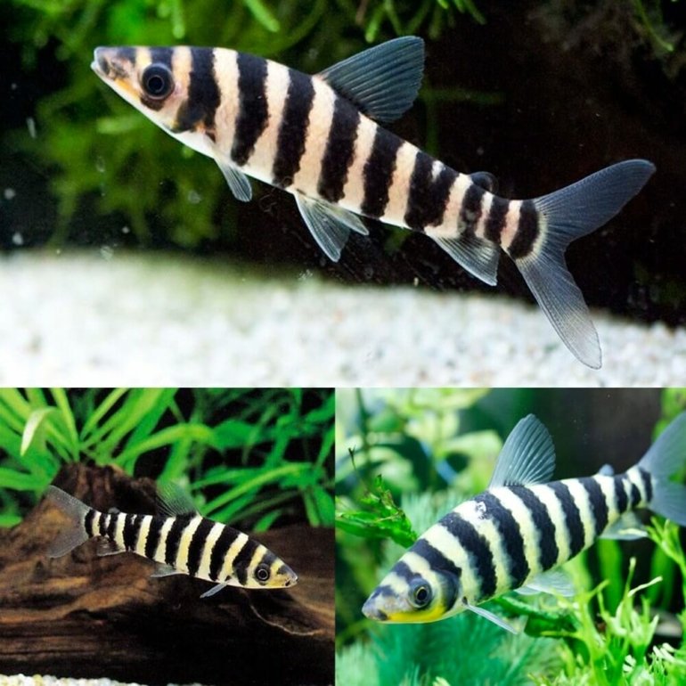 Banded-Leporinus