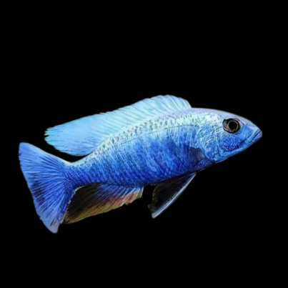 Haplochromis Electric Blue Iceberg