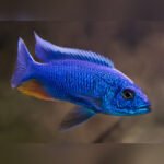 Haplochromis Electric Blue Iceberg