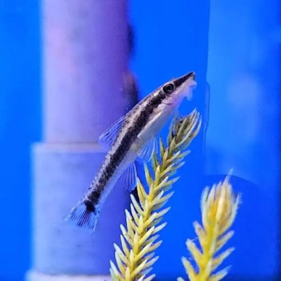 Otocinclus