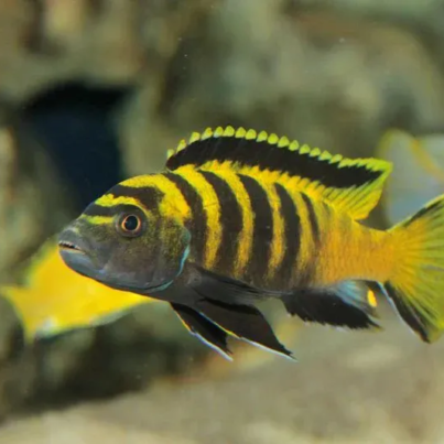 Pseudotropheus flavus