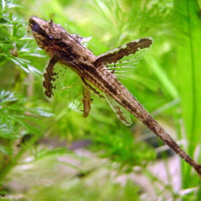 Rineloricaria steindachneri