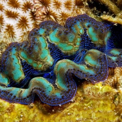 Tridacna_crocea_recorte