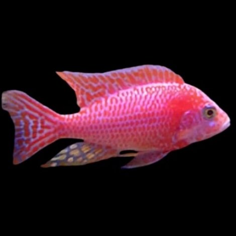 aulonocara-pink-