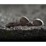 cascudo_bodo_seda_ancistrus_dolichopterus_l183_7861_2_4b0f4262d6e117d9cc62628f61a57ff7