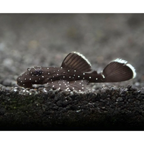 cascudo_bodo_seda_ancistrus_dolichopterus_l183_7861_2_4b0f4262d6e117d9cc62628f61a57ff7
