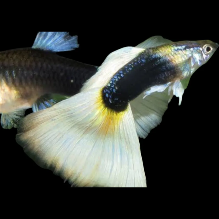 guppy