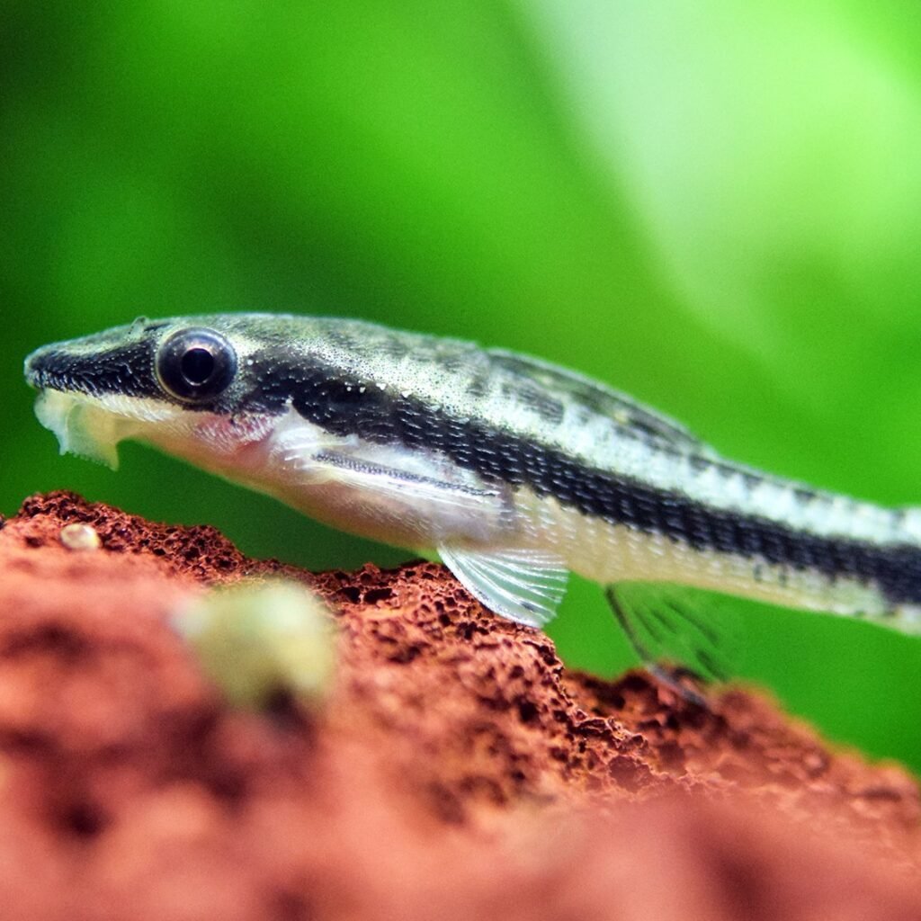 otocinclus-catfish
