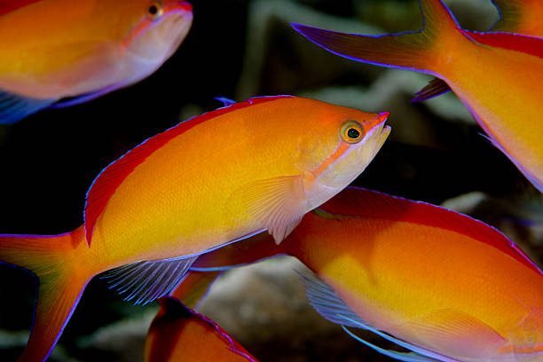 Anthias Dispar
