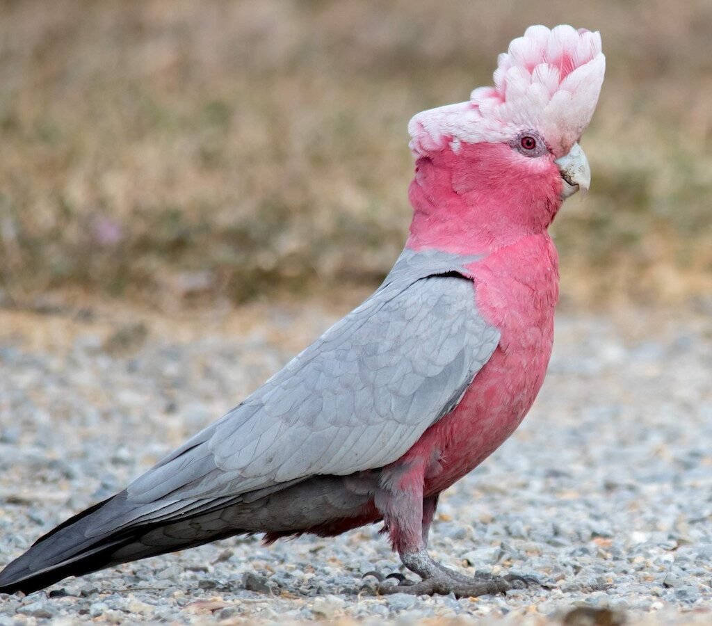 Cacatua Galah