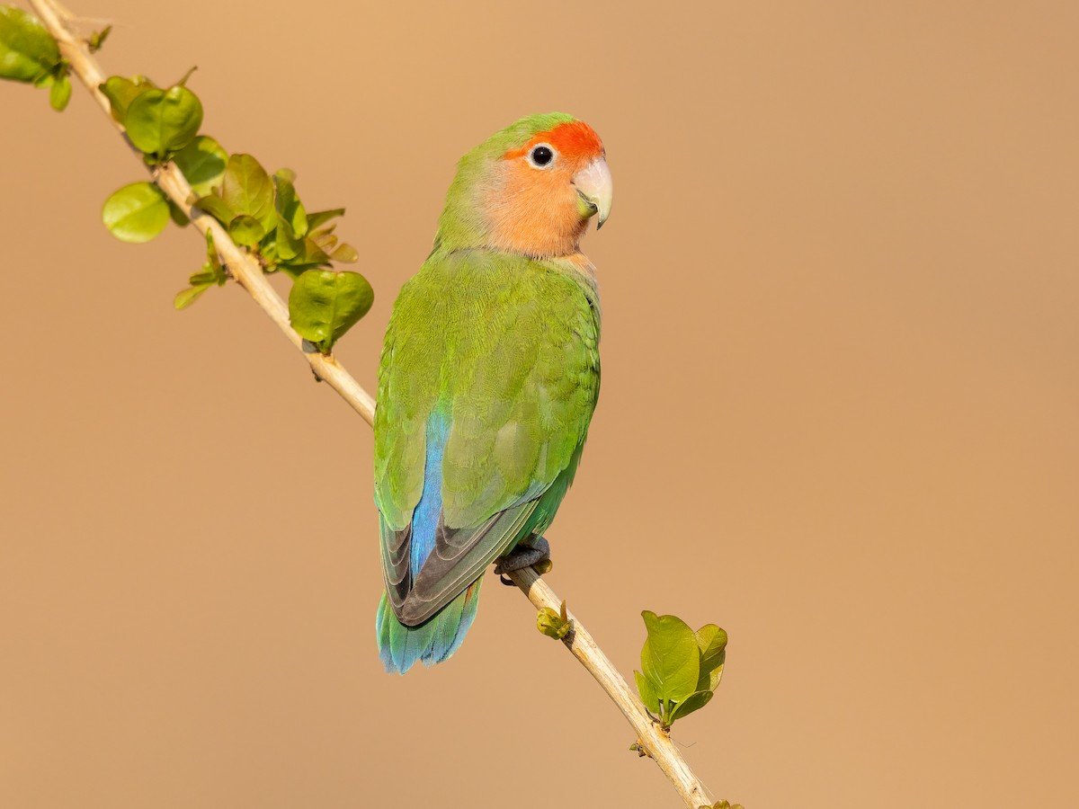 Agapornis Roseicollis — foto de referência