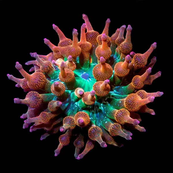 Anêmona BBT Rainbow