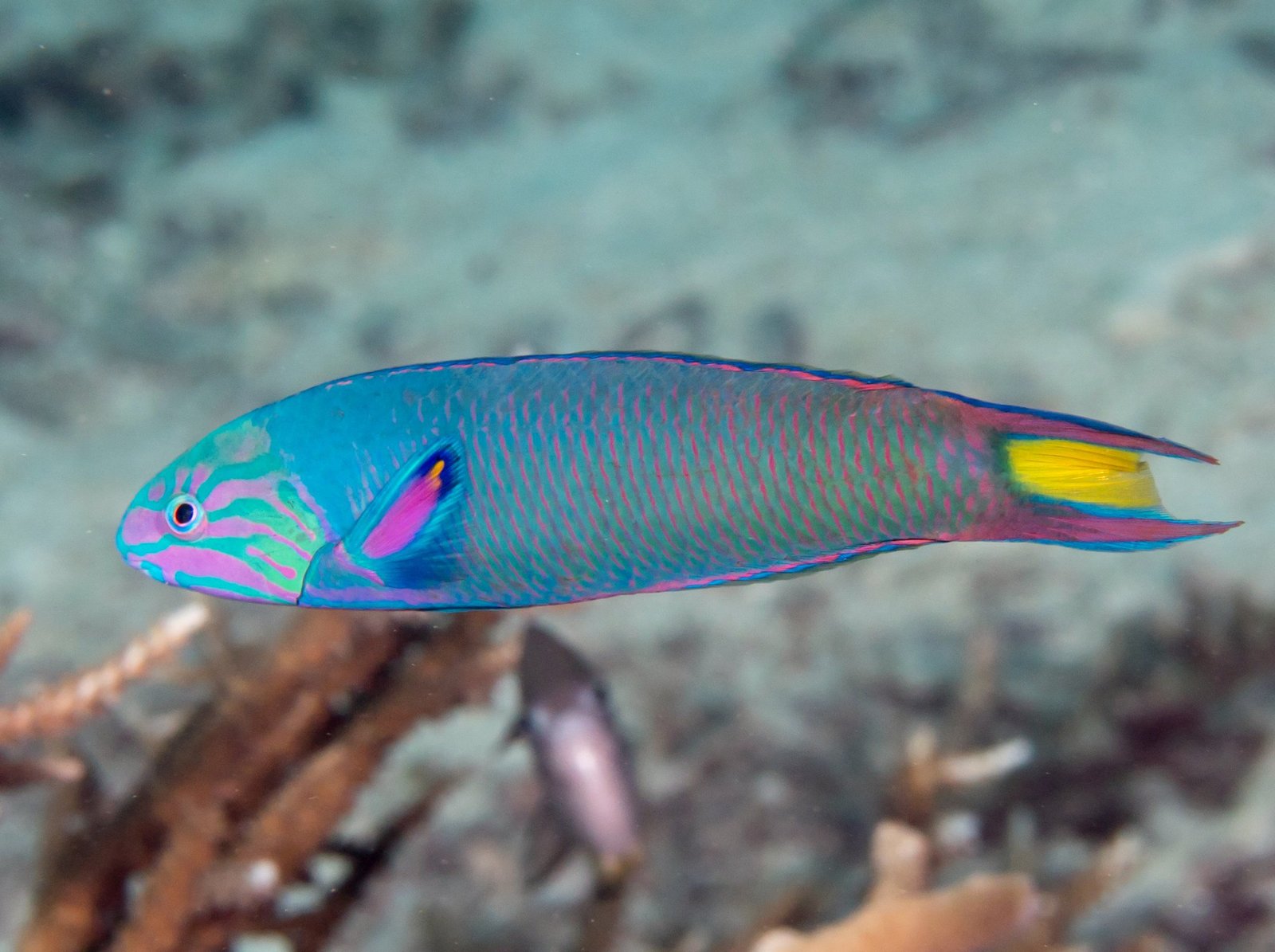 Thalassoma Lunare Wrasse — foto de referência