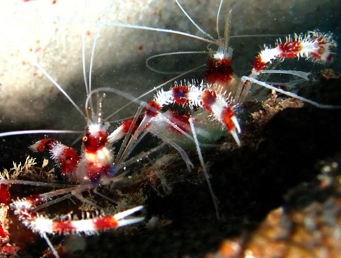 Camarão Stenopus