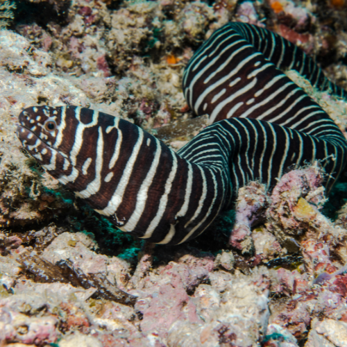 Zebra Moray — foto de referência