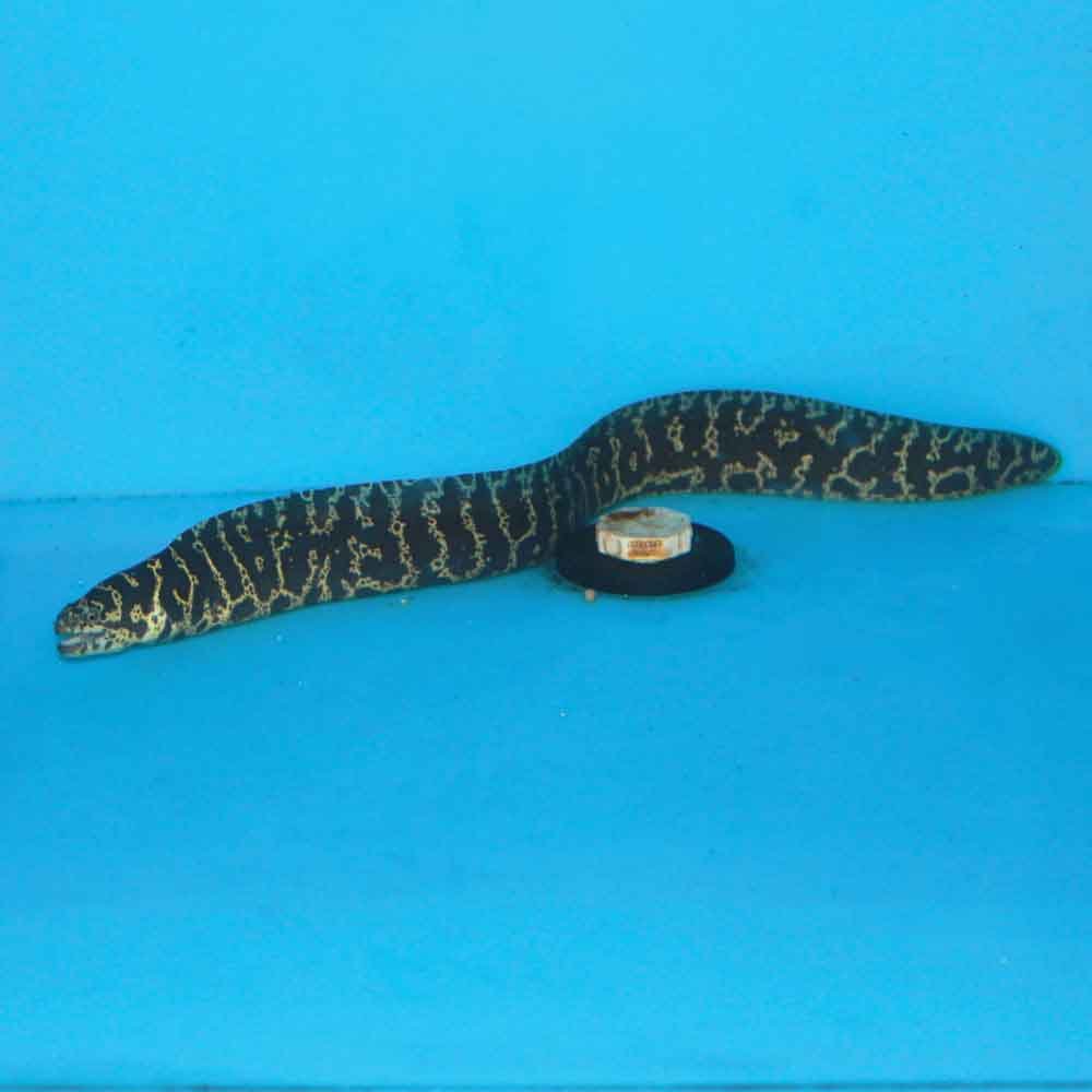 Chainlink Moray — foto de referência