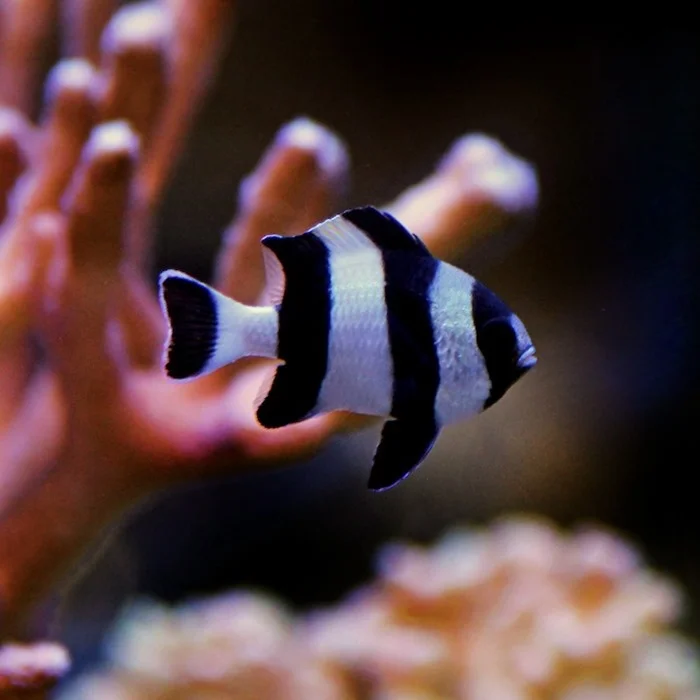 4 Stripe Damsel — foto de referência