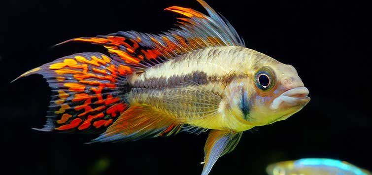 Apistogramma Cacatuoides