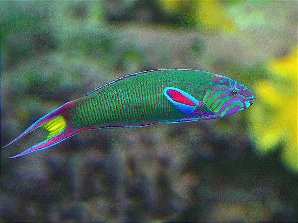 Thalassoma Lunare Wrasse — foto de referência