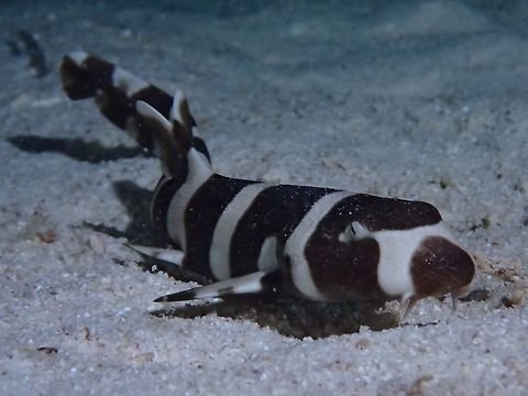 Brownbanded Bamboo Shark — foto de referência