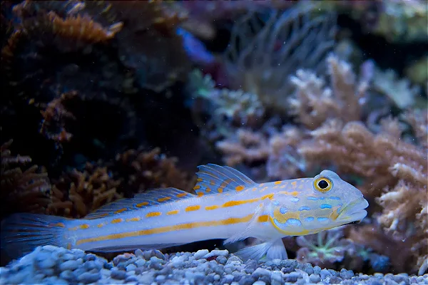 Goby Diamond — foto de referência