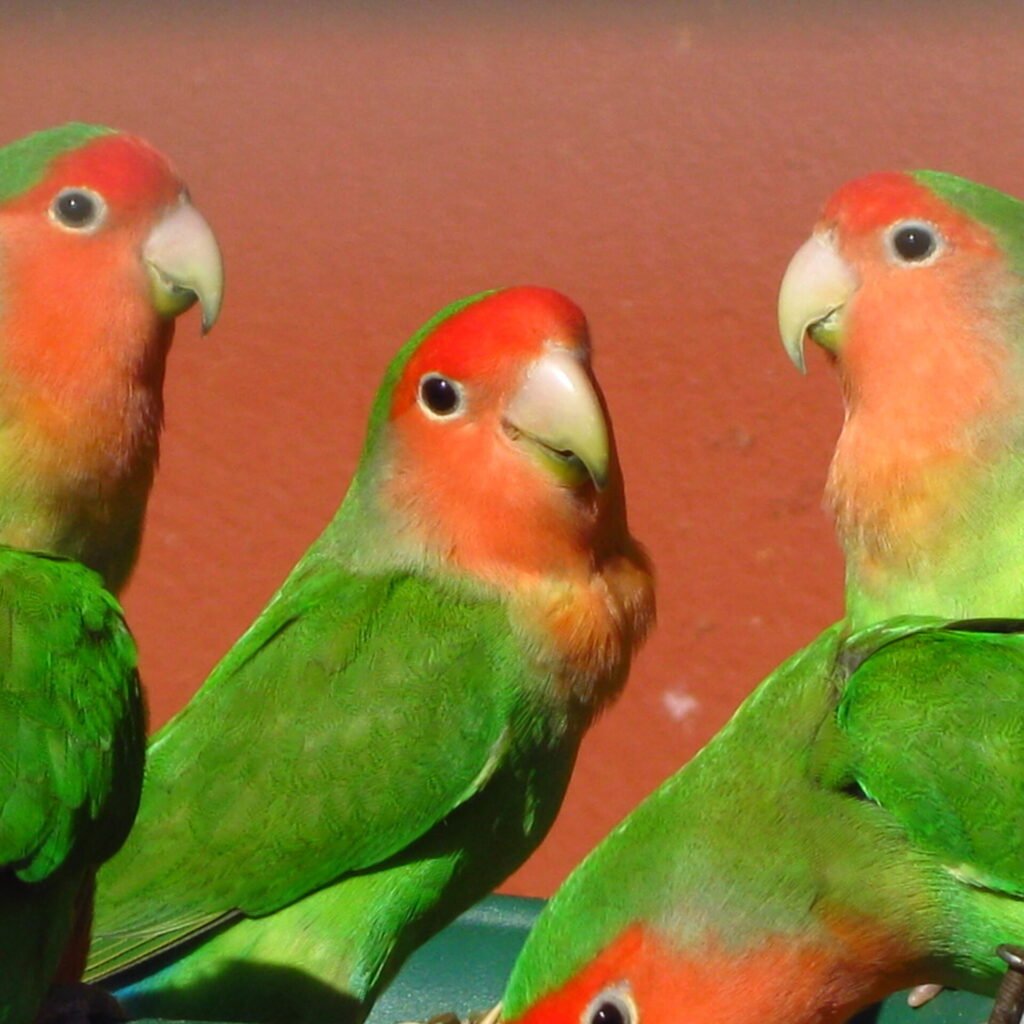 Agapornis Roseicollis