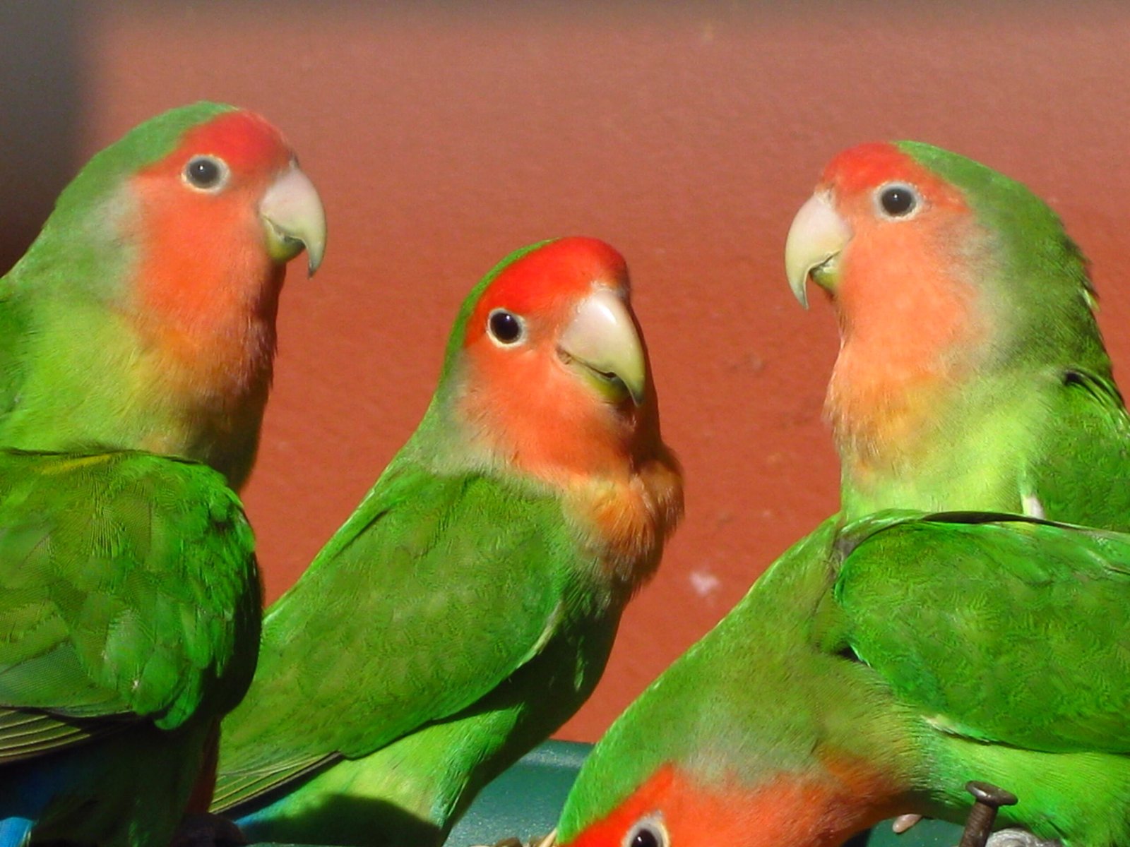 Agapornis Roseicollis — foto de referência