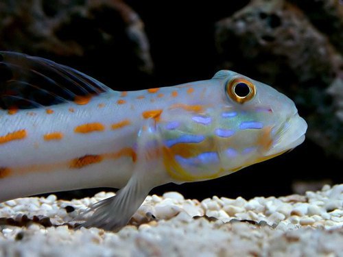 Goby Diamond — foto de referência