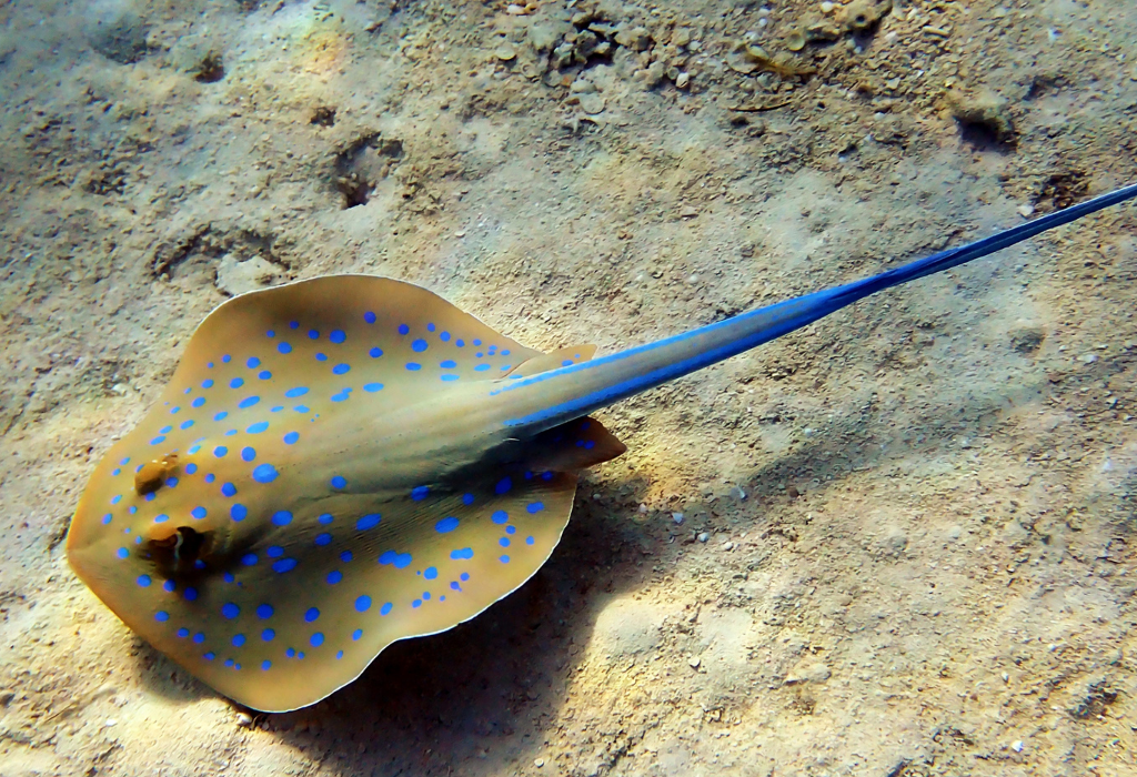 Blue-spotted Ribbontail Ray