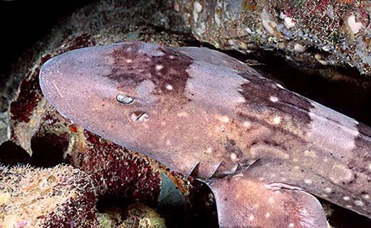 Whitespotted Bamboo Shark — foto de referência