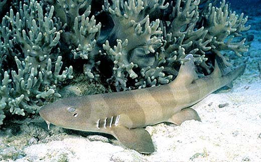 Brownbanded Bamboo Shark — foto de referência